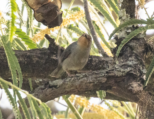 Bamenda Apalis (Apalis bamendae)