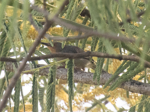Bamenda Apalis (Apalis bamendae), photo 2