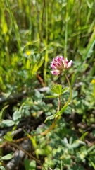 Trifolium gracilentum