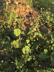 Abutilon oxycarpum incanum