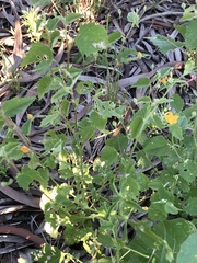 Abutilon oxycarpum incanum