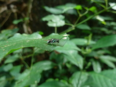 Stratiomyidae