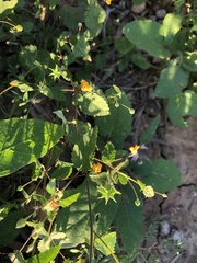 Abutilon oxycarpum incanum