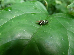 Stratiomyidae