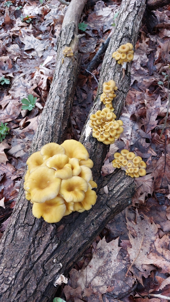 Pleurotus citrinopileatus · April 2026 · photo: © scorpiokage (iNaturalist, cc0)