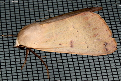 Ophiusa