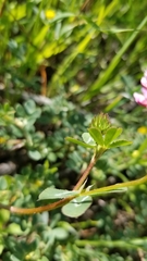 Trifolium gracilentum
