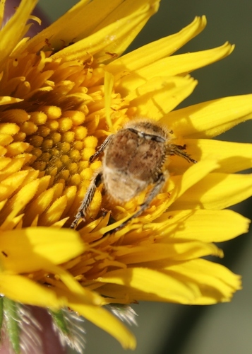 Berkheya image