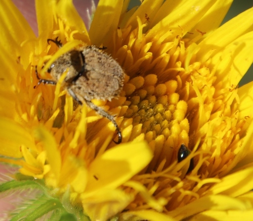 Berkheya setifera image