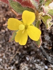 Camissoniopsis micrantha