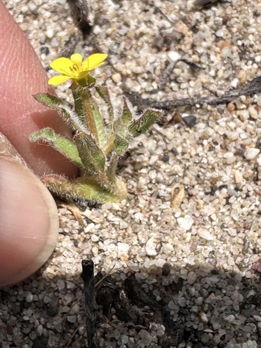 Camissoniopsis micrantha, photograph 2