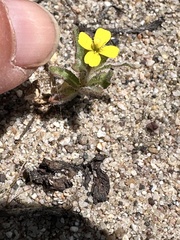 Camissoniopsis micrantha, photograph author not stated, no rights reserved