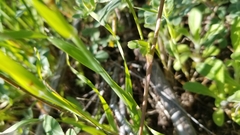 Trifolium gracilentum