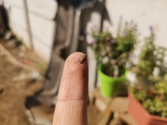 Atrichonotus pacificus