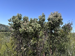 Arctostaphylos pilosula