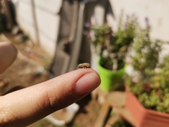 Atrichonotus pacificus