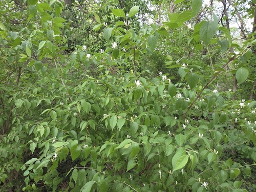 Amur honeysuckle