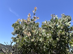Arctostaphylos pilosula, photograph (c) Skyler K, some rights reserved (CC BY)