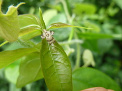 Tephritidae