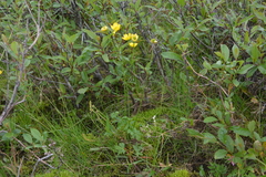 Ranunculus propinquus subborealis