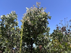 Arctostaphylos pilosula, photograph (c) Skyler K, some rights reserved (CC BY)