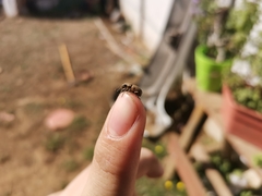 Atrichonotus pacificus