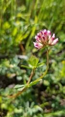 Trifolium gracilentum