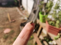 Atrichonotus pacificus