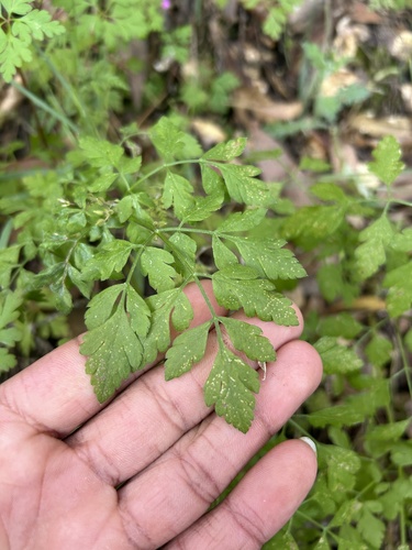 Osmorhiza brachypoda, 2026-04-15