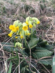 Primula veris veris
