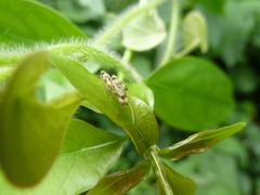 Tephritidae