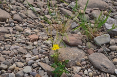 Ranunculus propinquus subborealis