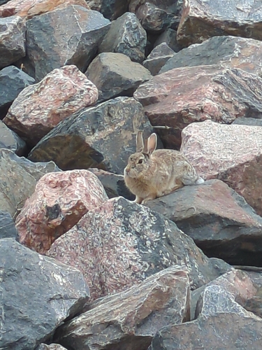 Mountain Cottontail observed by maxallen