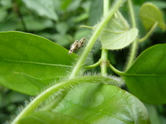 Tephritidae