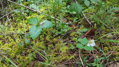 Pseudotrillium rivale