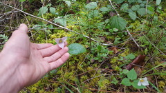 Pseudotrillium rivale