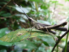 Caelifera
