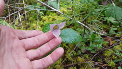Pseudotrillium rivale