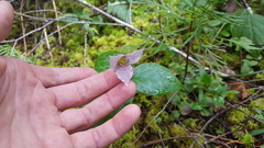 Pseudotrillium rivale