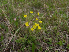 Ranunculus propinquus subborealis
