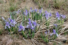 Iris lactea biglumis