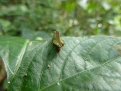 Ibeotettix alticrista