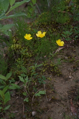Ranunculus propinquus subborealis
