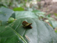 Ibeotettix alticrista