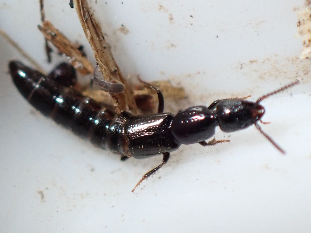 Gyrohypnus punctulatus