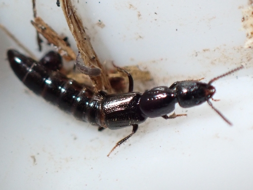Gyrohypnus punctulatus