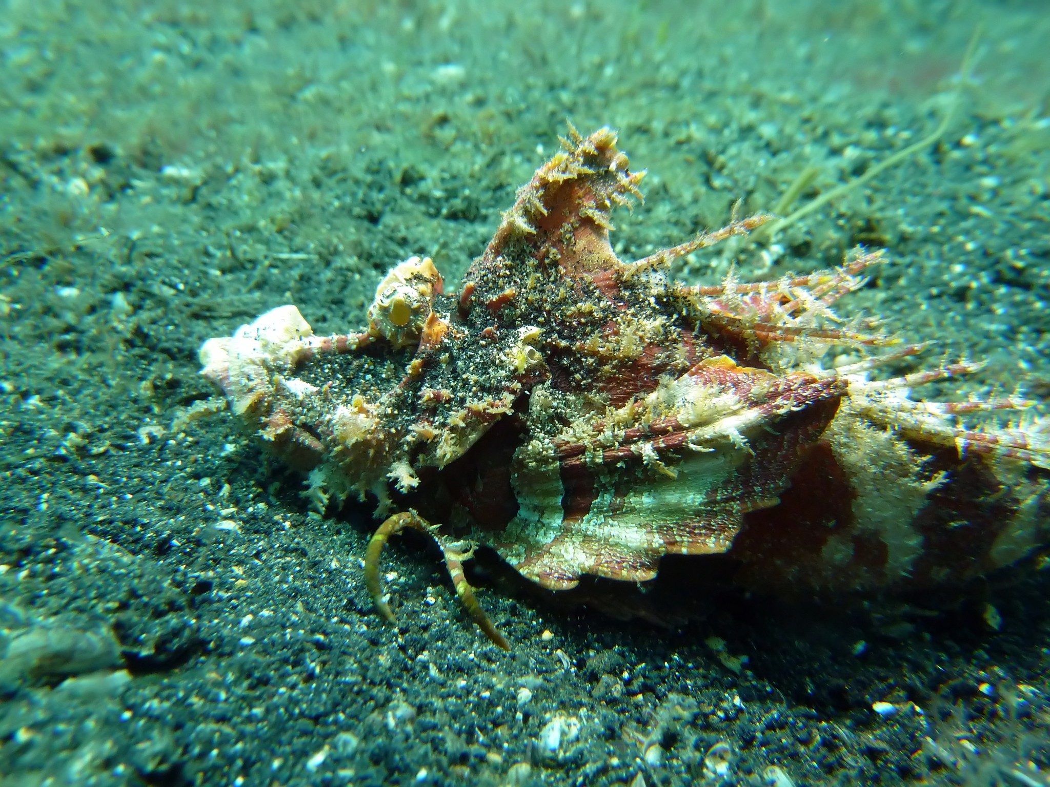 中華鬼鮋(虎魚/毒鮋) Inimicus sinensis