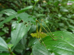Ensifera
