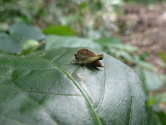 Ibeotettix alticrista