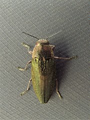 Buprestis apricans